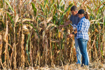 В США ожидают второй по величине урожай кукурузы